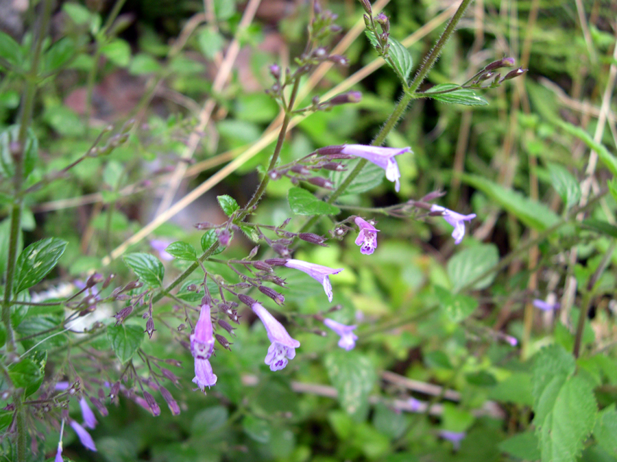 Calamintha menthifolia